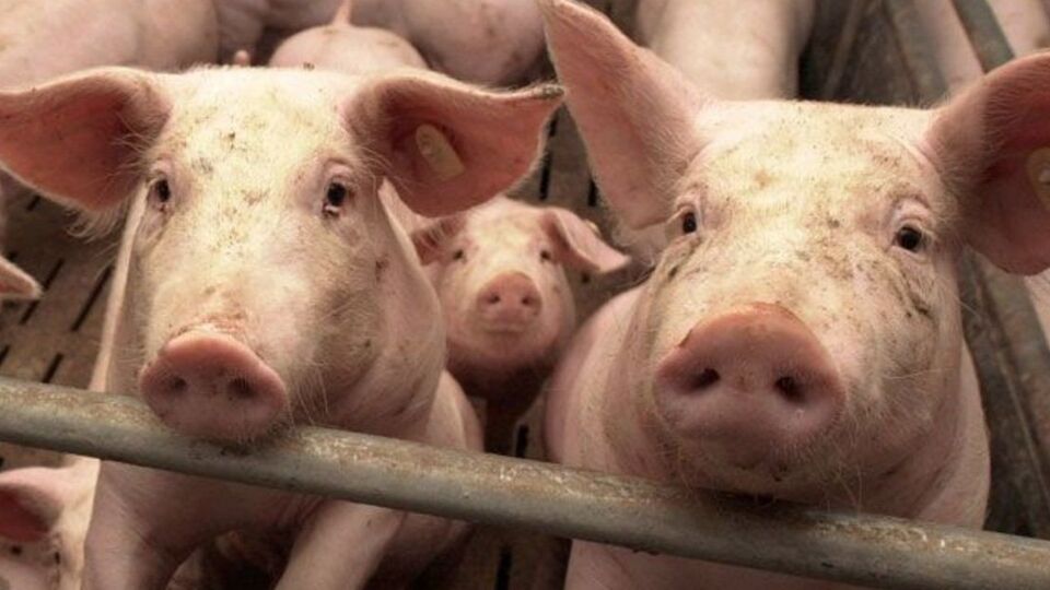 Vooral bij de (intensieve) veeteelt komt er veel ammoniak vrij. 