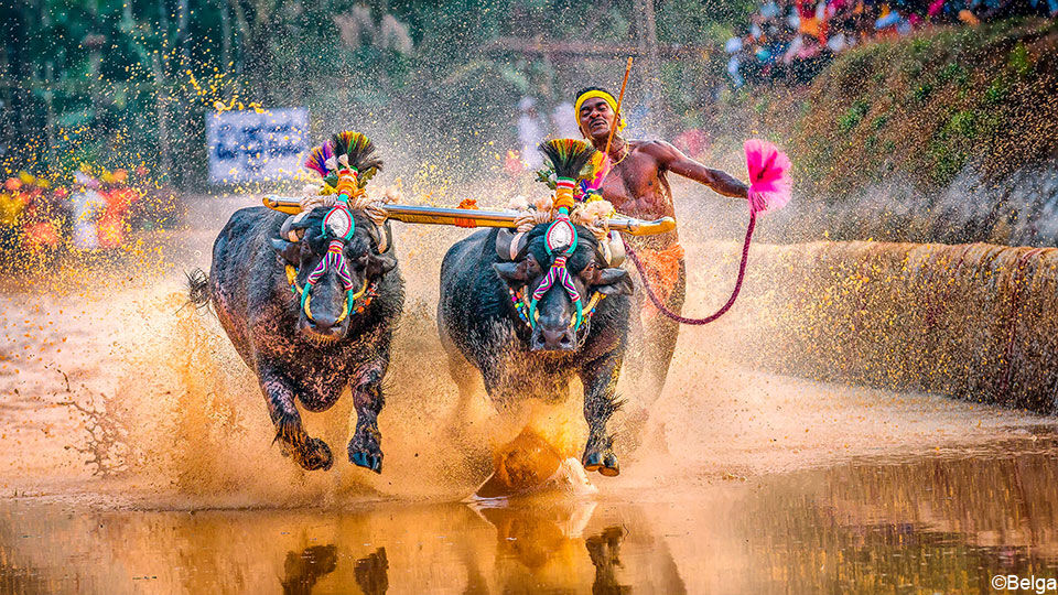 Srinivas Gowda in actie op een traditionele Kambala-race.