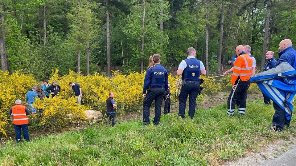De ontsnapte stier in de berm.