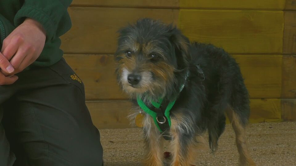 The dog house Aflevering 1 (Seizoen 1) VRT NU