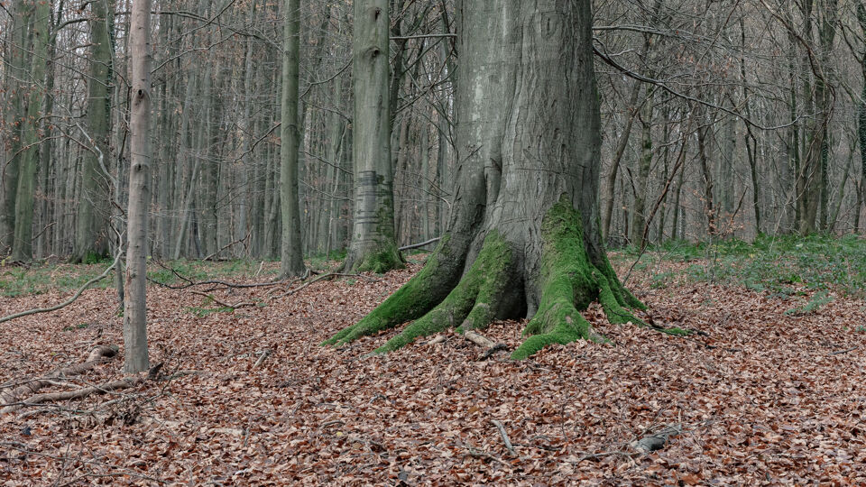 Een gigantische beuk in het Zoniënwoud