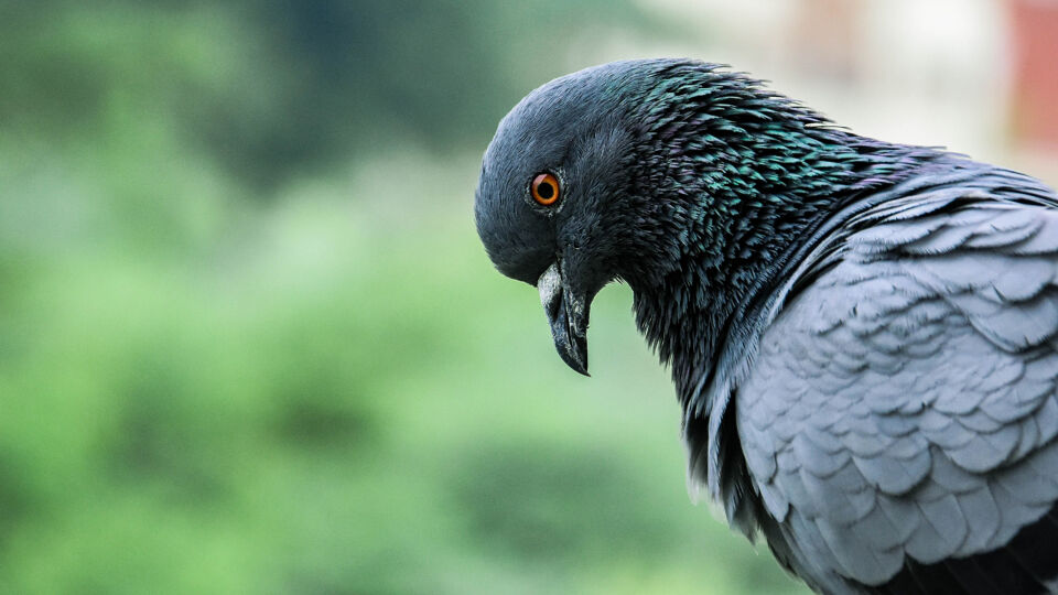 Archieffoto van een duif