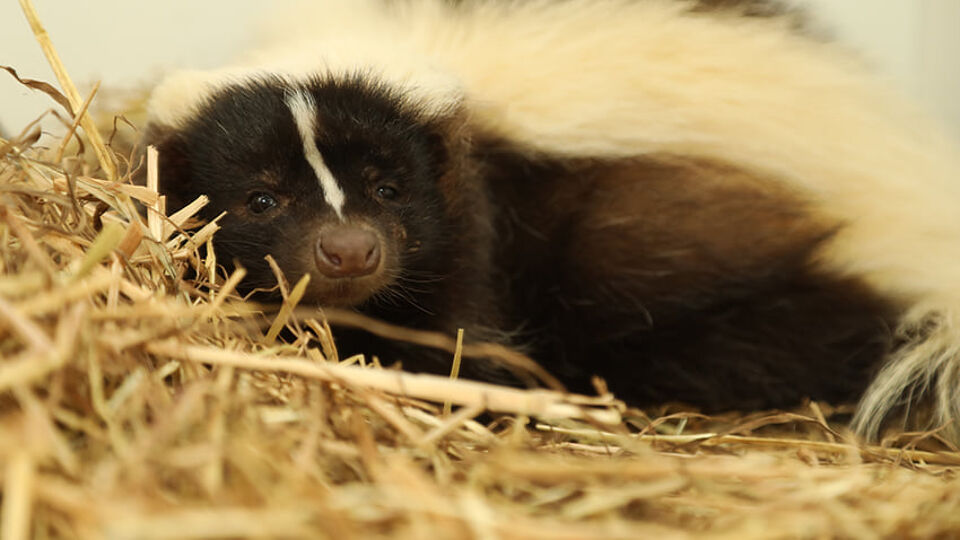 Oudsbergen bekroond tot diervriendelijkste gemeente van Vlaanderen VRT NWS nieuws