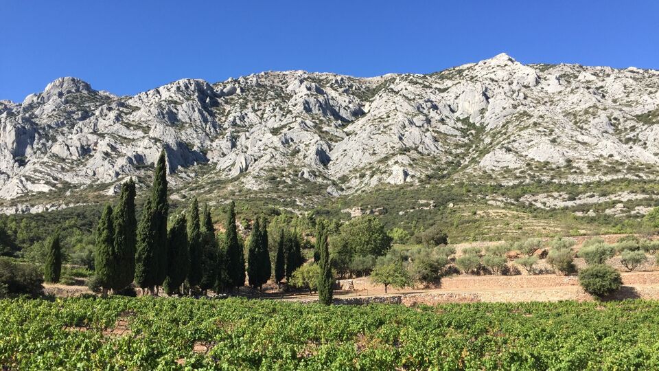 Een wijngaard in de Provence.