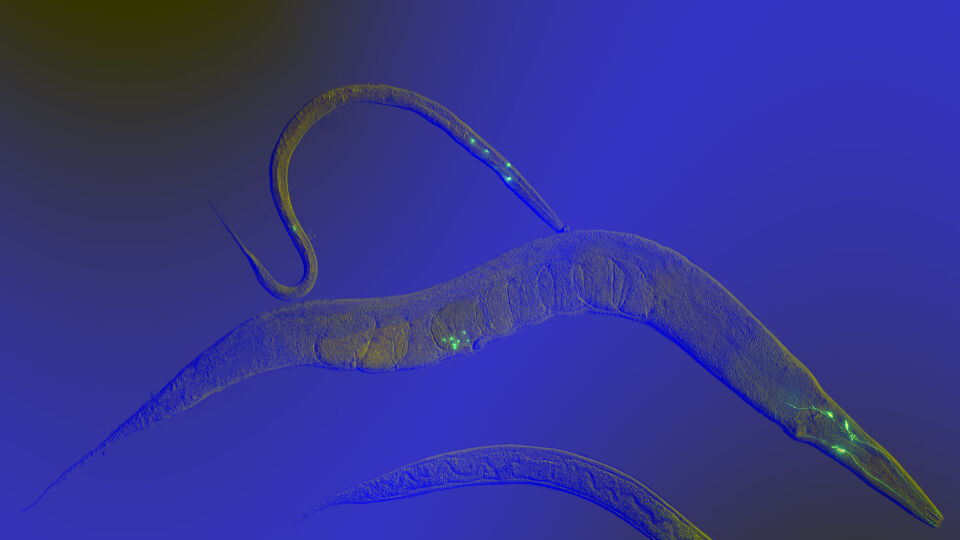 De kleine rondworm C. elegans wordt veel gebruikt in wetenschappelijke onderzoeken. 