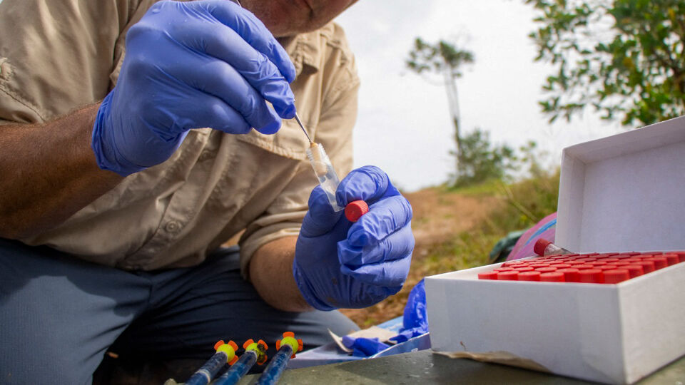 Colombia Steriliseert Kudde Nijlpaarden Van Beruchte Drugsbaron Pablo ...