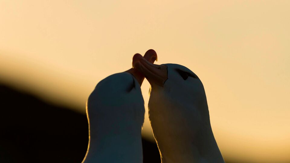 Er zijn nog gelukkig nog steeds albatroskoppels die niet af te reken krijgen met relatieproblemen.