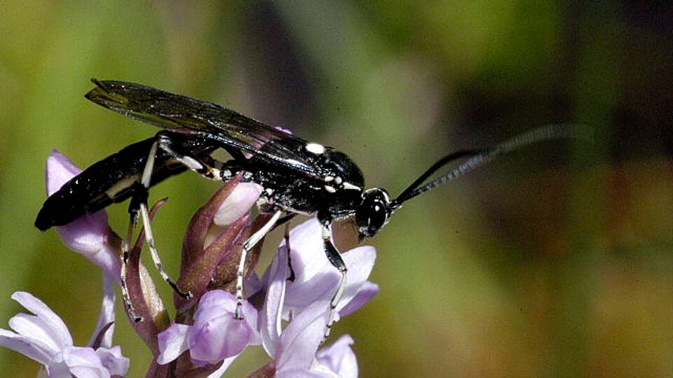 De sluipwesp Cratichneumon.sicarius gefotografeerd in de provincie Luxemburg. 