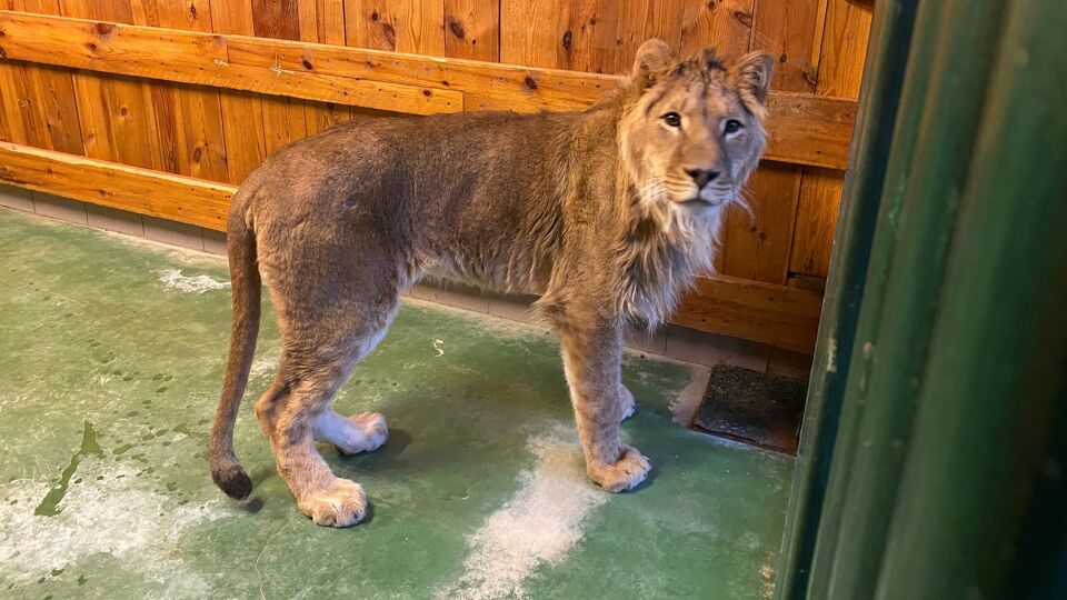 Foto: Natuurhulpcentrum Opglabbeek