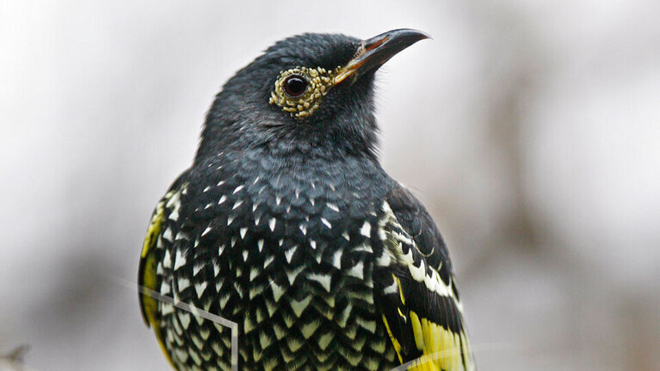 Het gezang van de geschubde lelhoningeter, een kritisch bedreigde vogelsoort uit het zuidoosten van Australië, is te horen op het album.