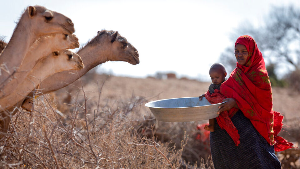 Hafsa heeft amper water over voor haar kamelen: in delen van Ethiopië hebben drie opeenvolgende regenseizoenen veel te weinig regen gebracht, met een grote hongersnood in de bredere regio tot gevolg. 