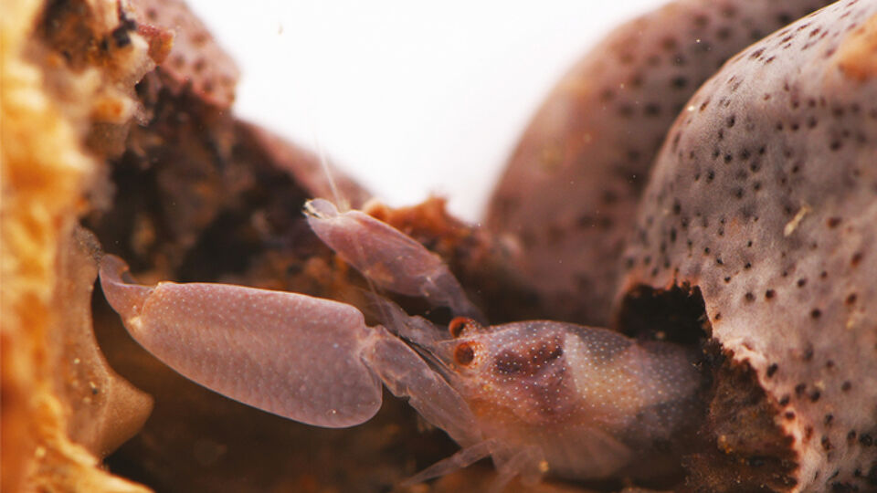 WoRMS Photo Gallery, 2022