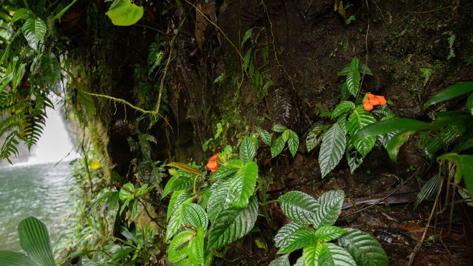 De herontdekte plant Gasteranthus extinctus heeft opvallende oranje bloemen. 