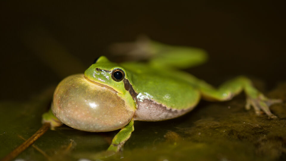 Boomkikker in Wortel-Kolonie