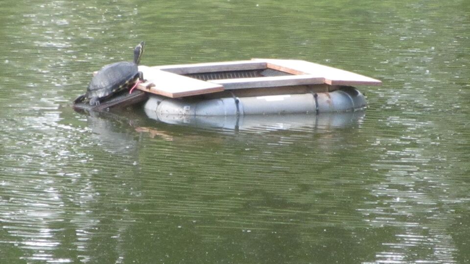 Een geelwangschildpad aan het zonnen