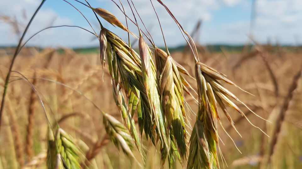 De Ardense dravik (© Plantentuin Meise) 