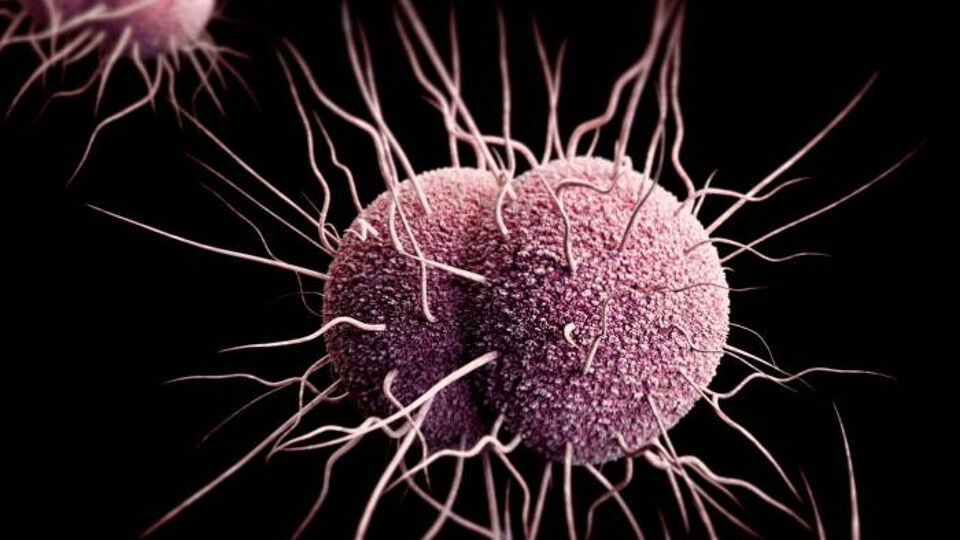 Computervoorstelling van een Neisseria gonorrhoeae-bacterie, de bacterie die gonorroe veroorzaakt. 