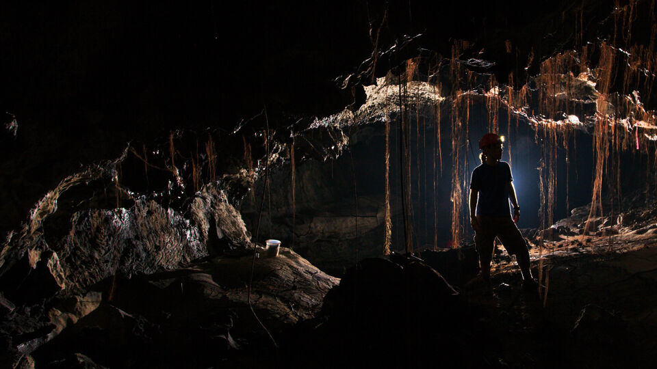 Een van de onderzoekers in een grot die vol hangt met wortels op het Groot Eiland van Hawaï. 