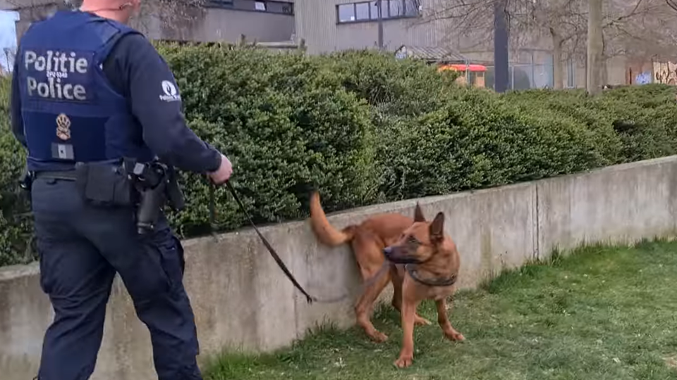 Politiehond Sammy vond onder andere hier in Molenbeek drugs