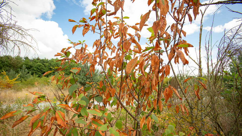 De droogte laat zich ook duidelijk voelen bij de bomen. 