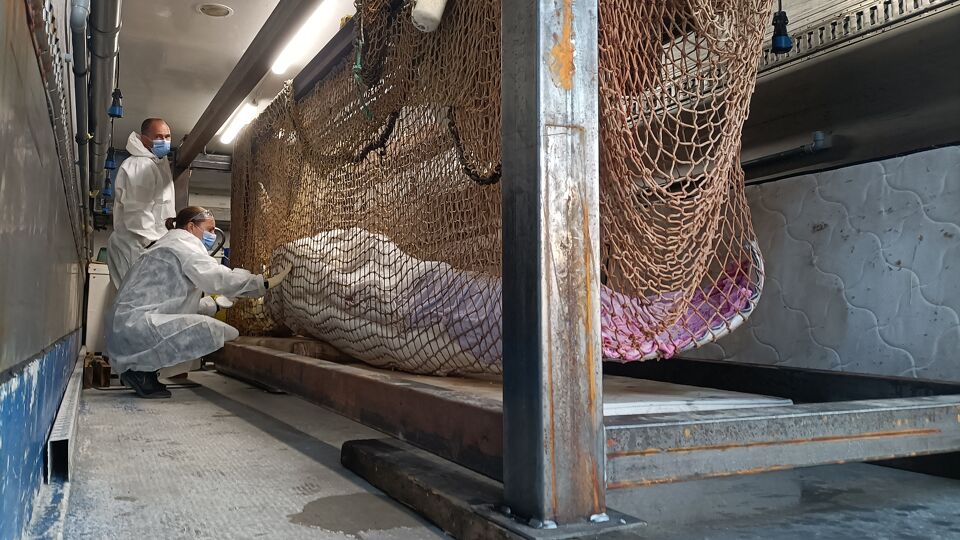 De beloega was verzwakt en gewond.