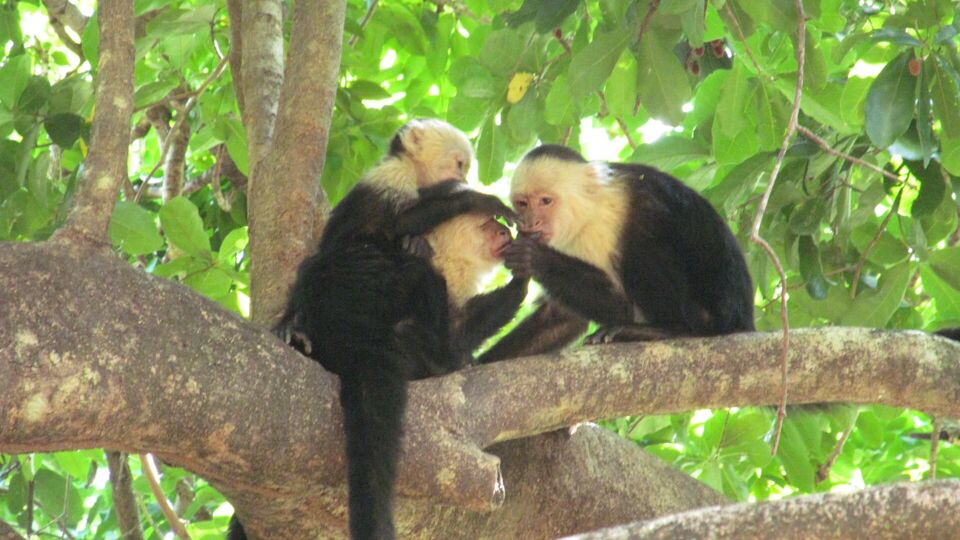 Interacties tussen twee volwassen vrouwtjes en een kleintje. 