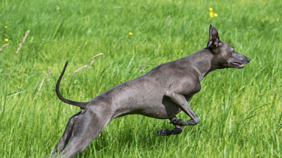 Illustratie: een Italiaanse windhond