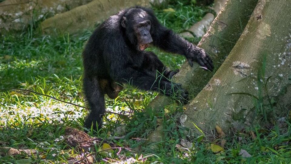 Een van de drummende chimpansees in het Budongo-woud in Oeganda. 