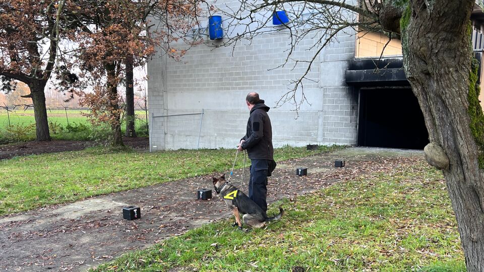 Negen Speurhonden Krijgen Opleiding Op Campus Vesta In Ranst Om ...