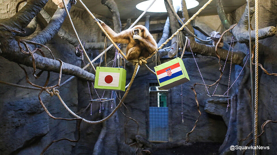 Kent is niet toevallig een aap uit de 'Zagreb Zoo' Kroatië