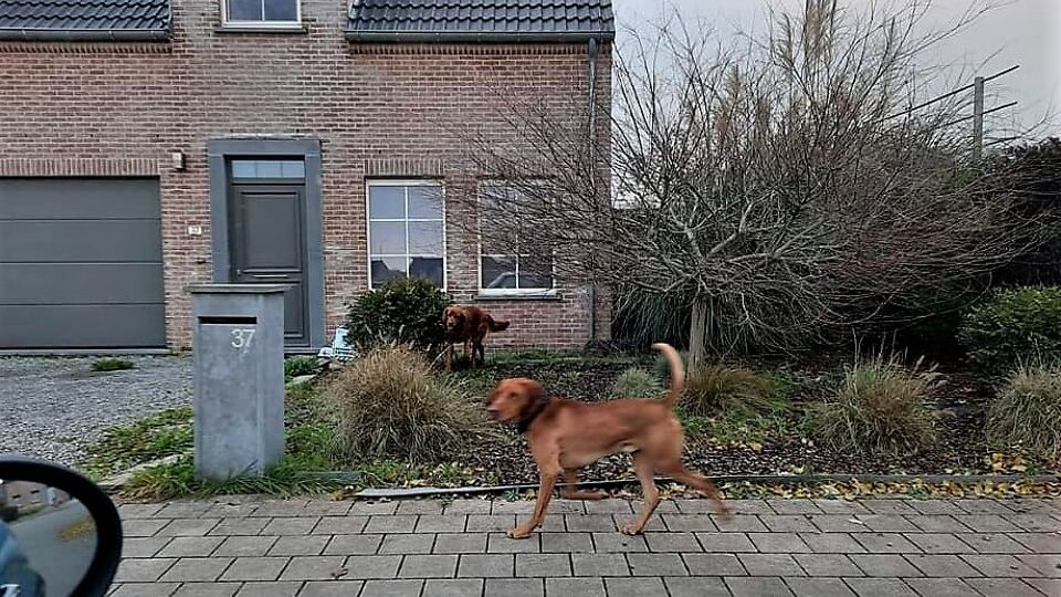 Honden bijten opnieuw kippen dood in Kortrijkse wijk VRT NWS nieuws