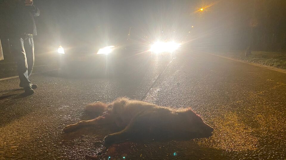 Un nouveau loup meurt écrasé, cette fois sur la N76 à Oudsbergen dans