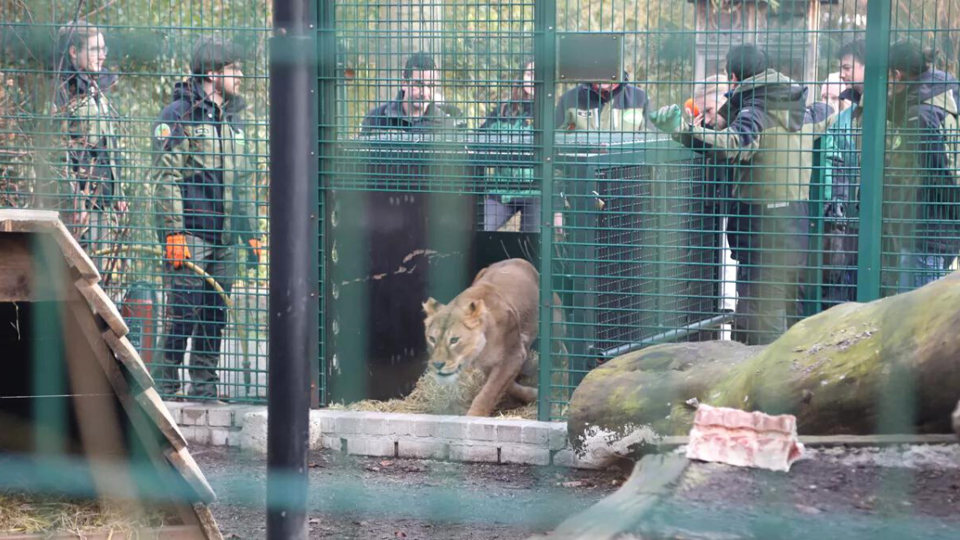 Twee leeuwinnen uit Oekraïne opgevangen in Natuurhulpcentrum in Oudsbergen "Ze stellen het goed