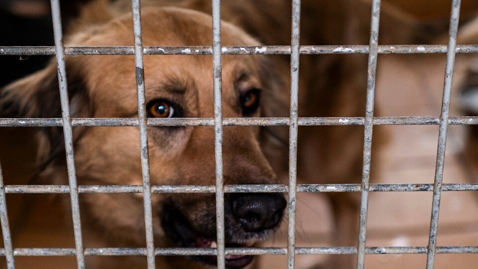 Dierenasielen Trekken Aan Alarmbel: "Honden Adopteren Uit Het ...