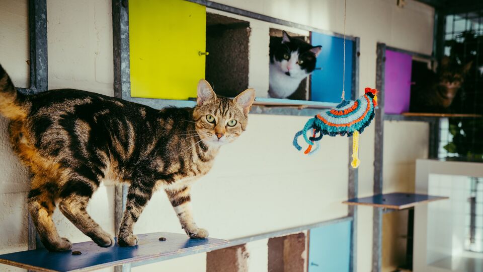 Asiel Dierenbescherming Mechelen Zit Overvol: "Zwarte Lijst Voor ...