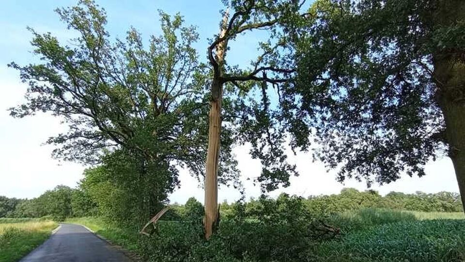 BEKIJK Boom barst en verliest zijn schors door bliksem in OudTurnhout VRT NWS nieuws