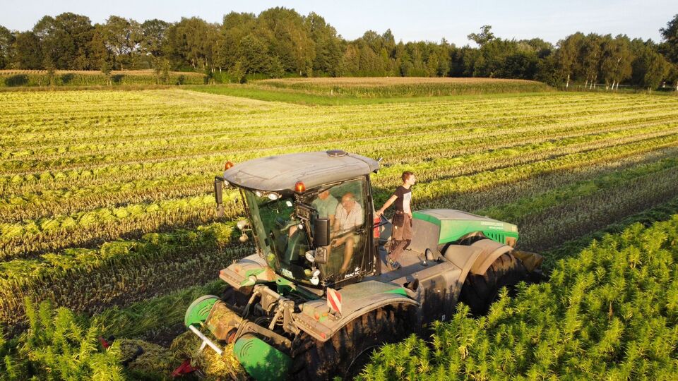 Tientallen hectares hennep voor het eerst geoogst in de Kempen: "Goed
