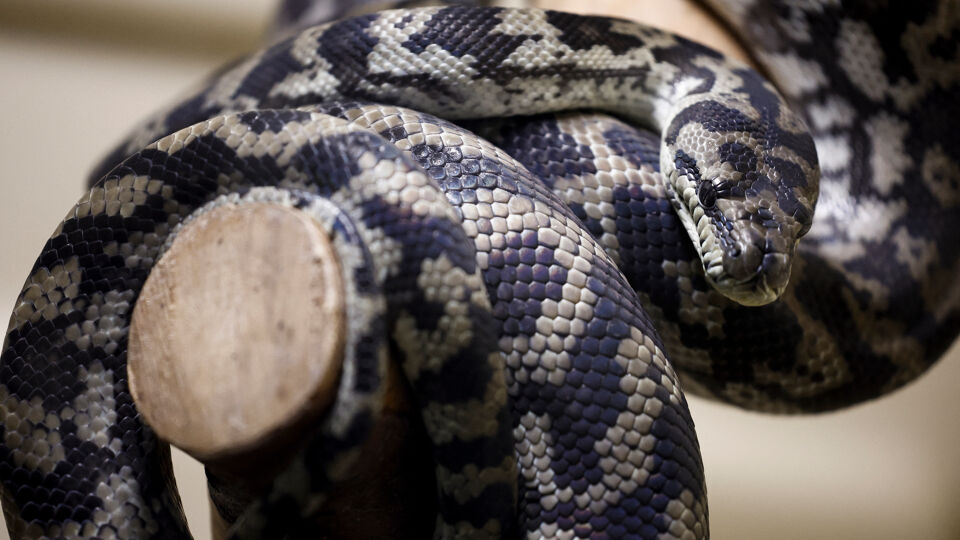 enorme tijgerpython in oosterbeek stelt experts voor... "Het leeft en het kronkelt": chirurg vindt plots worm van 8 centimeter ...