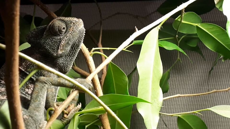 Natuurhulpcentrum in Oudsbergen vangt twee kameleons op "Toevallig in