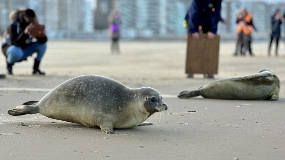 Seals on the beach should be left alone