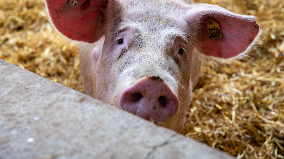Pigs are a major source of nitrogen in the environment