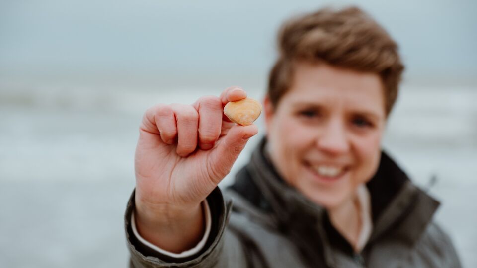 Halfgeknotte strandschelp is opnieuw meest voorkomende schelp aan onze ...