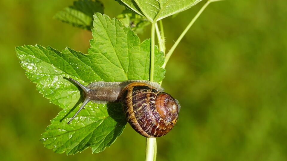 Deze segrijnslak kan je gewoon klaarmaken zoals escargots de Bourgogne.