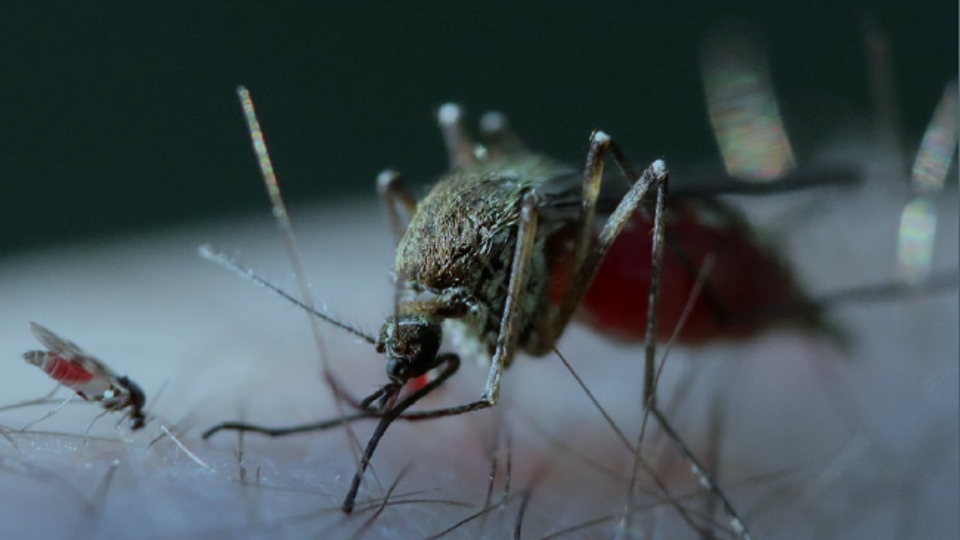 Knijt Insect Knijten langs de Schelde zijn er om te blijven: