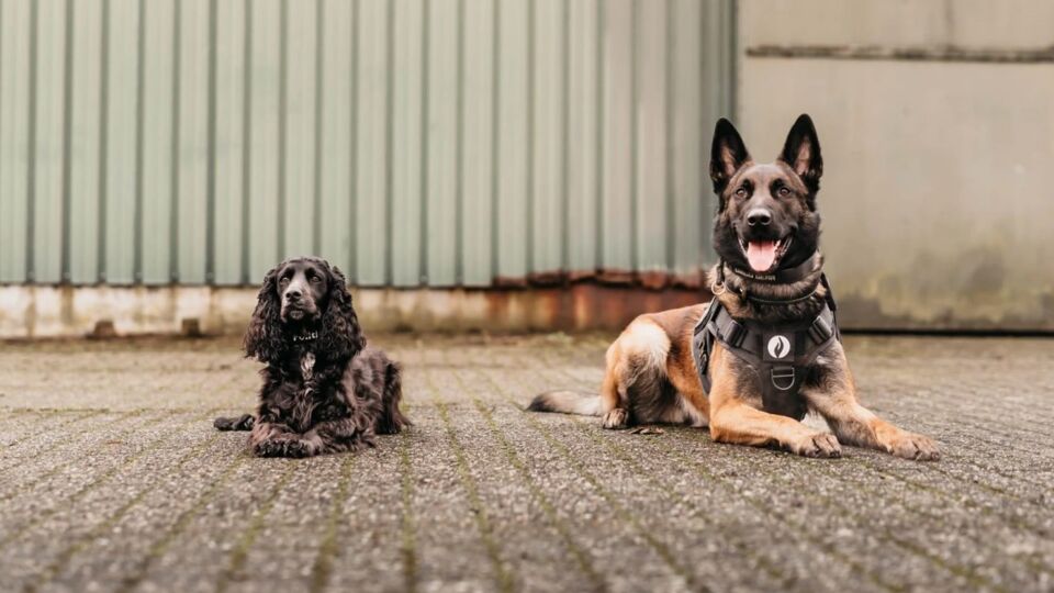 Ego en Bluebelle zijn nieuwe drugshonden bij politie Turnhout