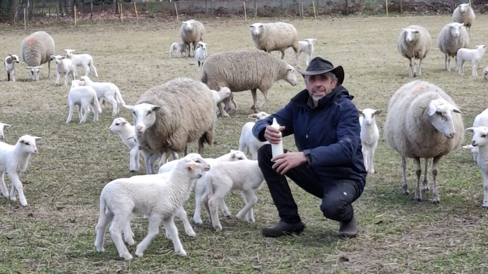 Lammetjesdag zondag in Vorselaar: 90 lammeren geboren, veel meer dan